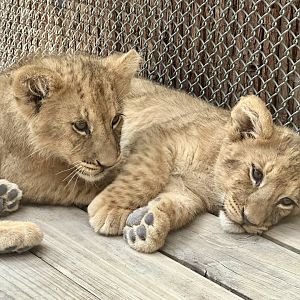 African Lion Cubs