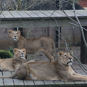 Lioness and two of her fast-growing cubs