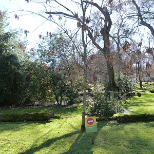 Caribbean flamingo and Pink-backed pelican field -Zoo Aquarium de Madrid (2025)