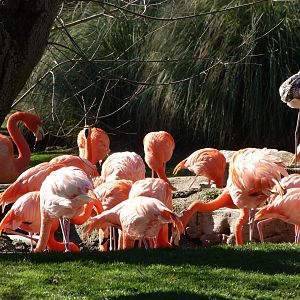 Caribbean flamingoes -Zoo Aquarium de Madrid (2025)