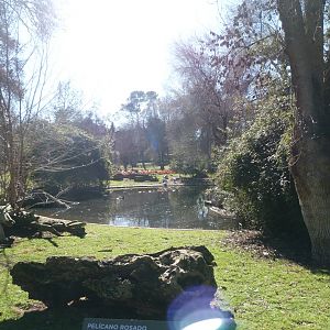 Caribbean flamingo and Pink-backed pelican field -Zoo Aquarium de Madrid (2025)