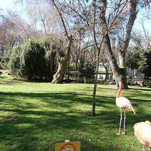Caribbean flamingo and Pink-backed pelican field -Zoo Aquarium de Madrid (2025)