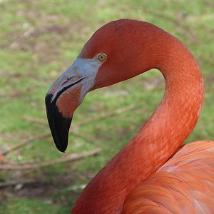 Caribbean flamingo -Zoo Aquarium de Madrid (2025)