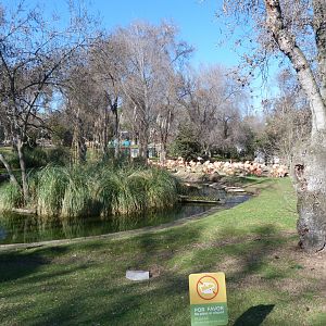 Caribbean flamingo and Pink-backed pelican field -Zoo Aquarium de Madrid (2025)