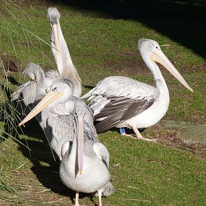 Pink-backed pelicans -Zoo Aquarium de Madrid (2025)