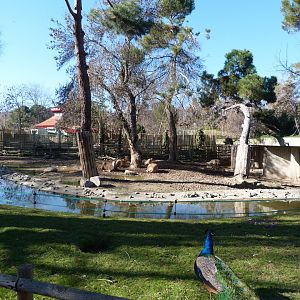 Pere David's deer exhibit -Zoo Aquarium de Madrid (2025)