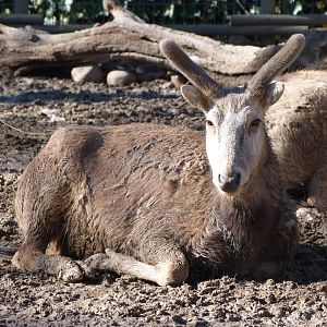 Pere David's deer -Zoo Aquarium de Madrid (2025)