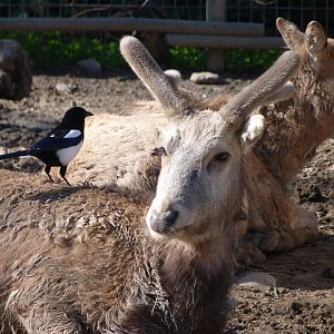 Pere David's deer -Zoo Aquarium de Madrid (2025)