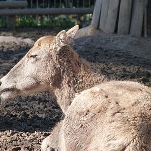 Pere David's deer -Zoo Aquarium de Madrid (2025)