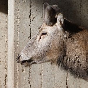 Pere David's deer -Zoo Aquarium de Madrid (2025)