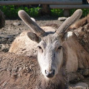 Pere David's deer -Zoo Aquarium de Madrid (2025)