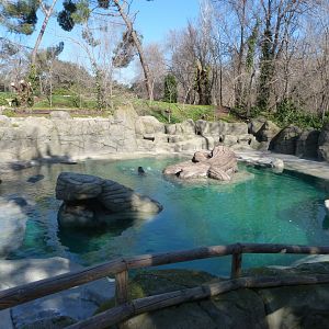 Atlantic grey seal exhibit -Zoo Aquarium de Madrid (2025)