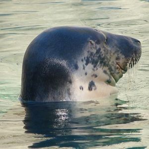 Atlantic grey seal -Zoo Aquarium de Madrid (2025)
