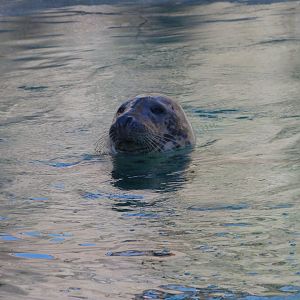 Atlantic grey seal -Zoo Aquarium de Madrid (2025)