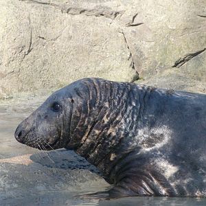 Atlantic grey seal -Zoo Aquarium de Madrid (2025)