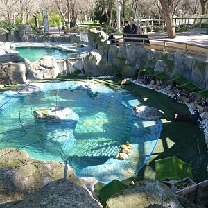 African penguin exhibit -Zoo Aquarium de Madrid (2025)