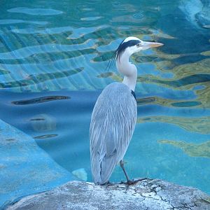 Grey heron -Zoo Aquarium de Madrid (2025)