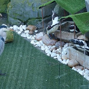Grey heron vs African penguins -Zoo Aquarium de Madrid (2025)
