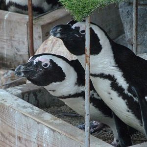 African penguins -Zoo Aquarium de Madrid (2025)