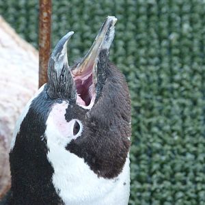 African penguin -Zoo Aquarium de Madrid (2025)