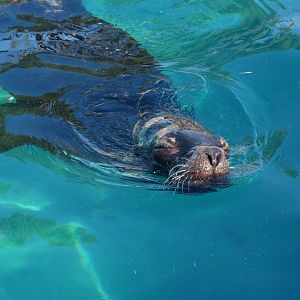 Patagonian sea lion -Zoo Aquarium de Madrid (2025)