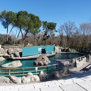 Patagonian sea lion exhibit -Zoo Aquarium de Madrid (2025)