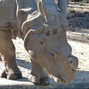 Indian rhinoceros -Zoo Aquarium de Madrid (2025)