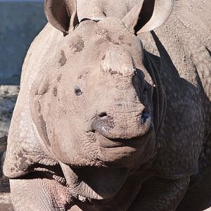Indian rhinoceros -Zoo Aquarium de Madrid (2025)