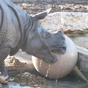 Indian rhinoceros -Zoo Aquarium de Madrid (2025)