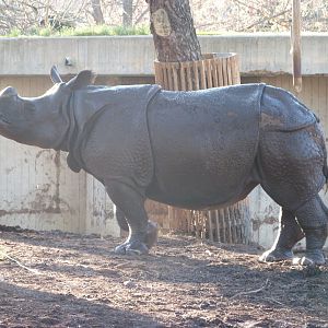 Indian rhinoceros -Zoo Aquarium de Madrid (2025)