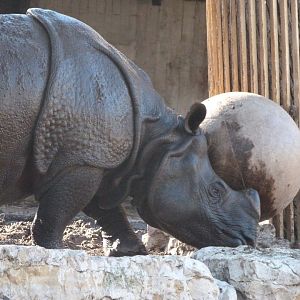 Indian rhinoceros -Zoo Aquarium de Madrid (2025)