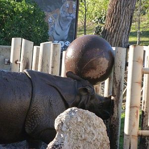 Indian rhinoceros -Zoo Aquarium de Madrid (2025)