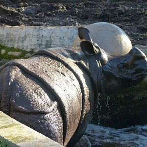 Indian rhinoceros -Zoo Aquarium de Madrid (2025)