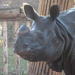 Indian rhinoceros -Zoo Aquarium de Madrid (2025)