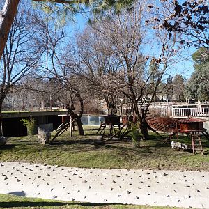 Reeves' muntjac exhibit -Zoo Aquarium de Madrid (2025)