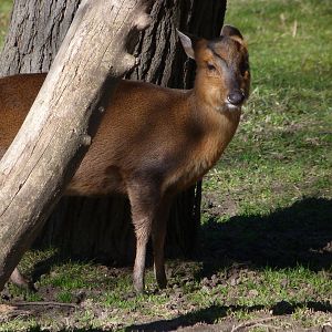 Reeves' muntjac -Zoo Aquarium de Madrid (2025)