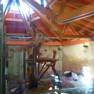 Giant panda indoors exhibit -Zoo Aquarium de Madrid (2025)