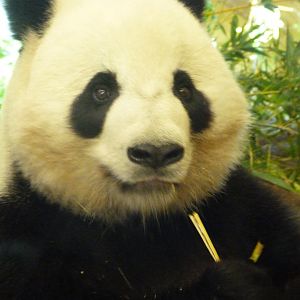 Giant panda -Zoo Aquarium de Madrid (2025)
