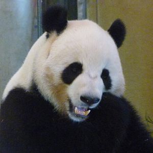 Giant panda -Zoo Aquarium de Madrid (2025)