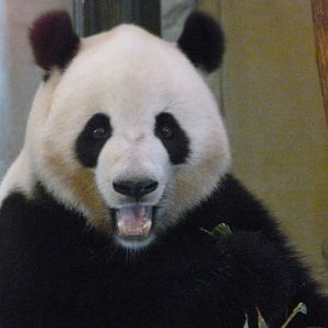 Giant panda -Zoo Aquarium de Madrid (2025)