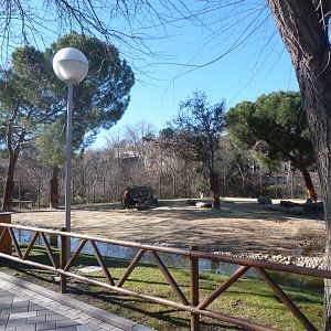 Mishmi takin exhibit -Zoo Aquarium de Madrid (2025)