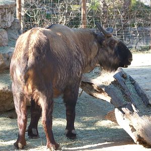 Mishmi takin -Zoo Aquarium de Madrid (2025)