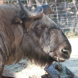 Mishmi takin -Zoo Aquarium de Madrid (2025)