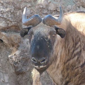 Mishmi takin -Zoo Aquarium de Madrid (2025)