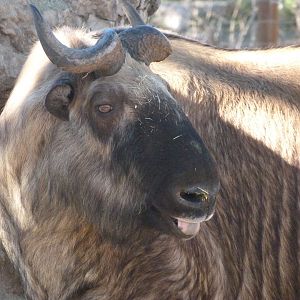 Mishmi takin -Zoo Aquarium de Madrid (2025)