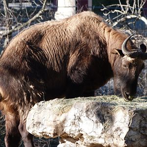Mishmi takin -Zoo Aquarium de Madrid (2025)