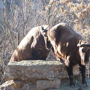 Mishmi takin -Zoo Aquarium de Madrid (2025)
