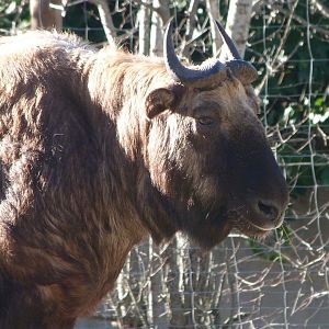 Mishmi takin -Zoo Aquarium de Madrid (2025)