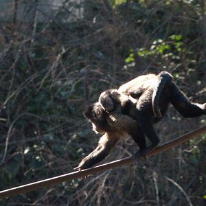 Tufted capuchins -Zoo Aquarium de Madrid (2025)
