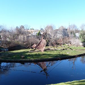 Tufted capuchin exhibit -Zoo Aquarium de Madrid (2025)